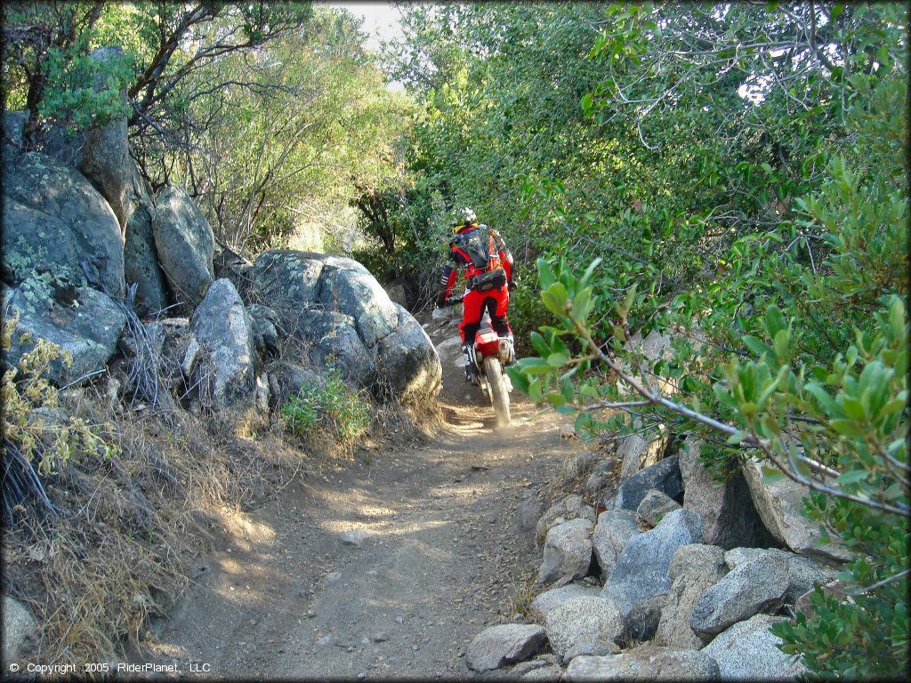 Man on Honda CRF250X riding through a narrow brush tunnel.