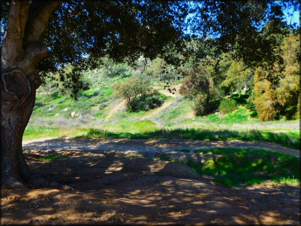 View of motocross track taken from parking spot with large shade tree.