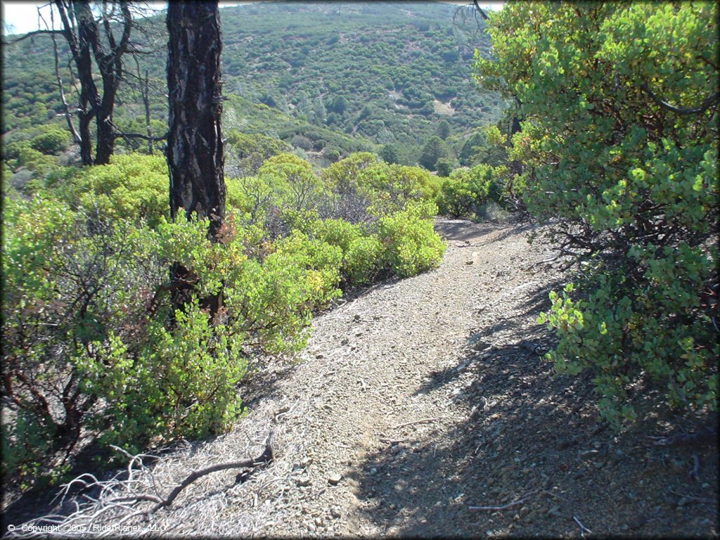 Scenic view of rocky ATV trail surrounded by short bushes and a couple trees.