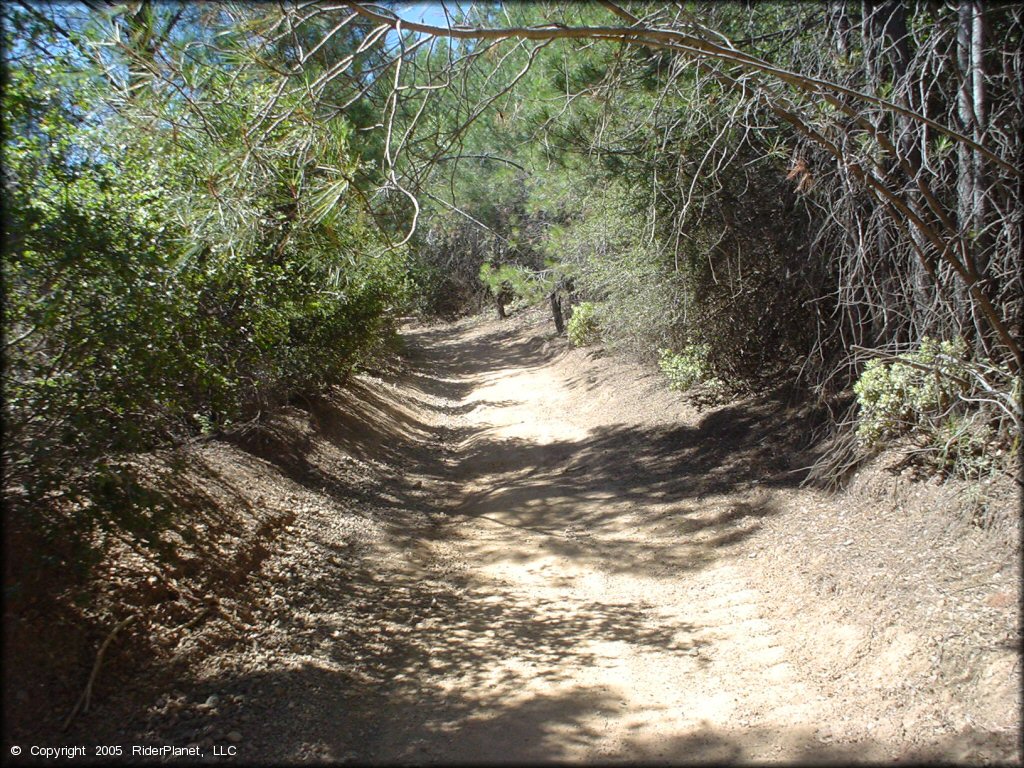 Close up view of ATV trail going into the forest.