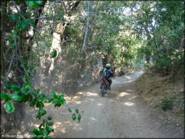 Rider on Honda CRF150F riding on smooth ATV trail surrounded by trees and bushes.