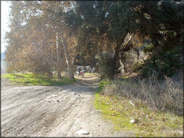 Girl riding a Honda CRF Dirt Bike at San Gabriel Canyon OHV Area