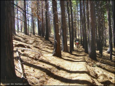 Honda CRF Motorcycle at Elkins Flat OHV Routes Trail