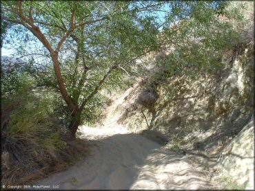 A close up photo of a sandy ATV trail winding around some creosote bushes and a shade tree.