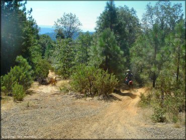 Honda CRF Motorcycle at Miami Creek OHV Area Trail