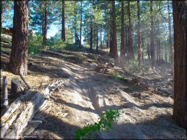 A trail at Mammoth Lakes Trail