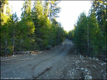 A trail at Jackson Meadows Trail