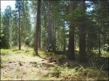 Honda CRF Dirtbike at Elkins Flat OHV Routes Trail