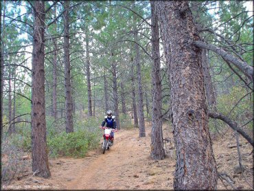 Honda CRF Dirtbike at Prosser Hill OHV Area Trail