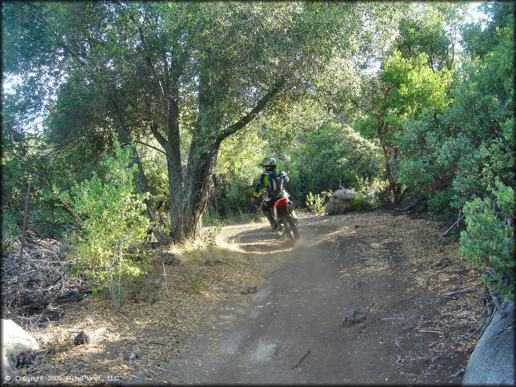 Rider on Honda dirt bike riding on ATV trail surrounded by shade trees and bushes.