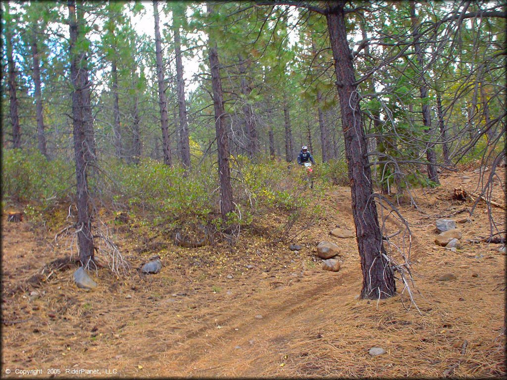 Honda CRF Trail Bike at Prosser Hill OHV Area Trail