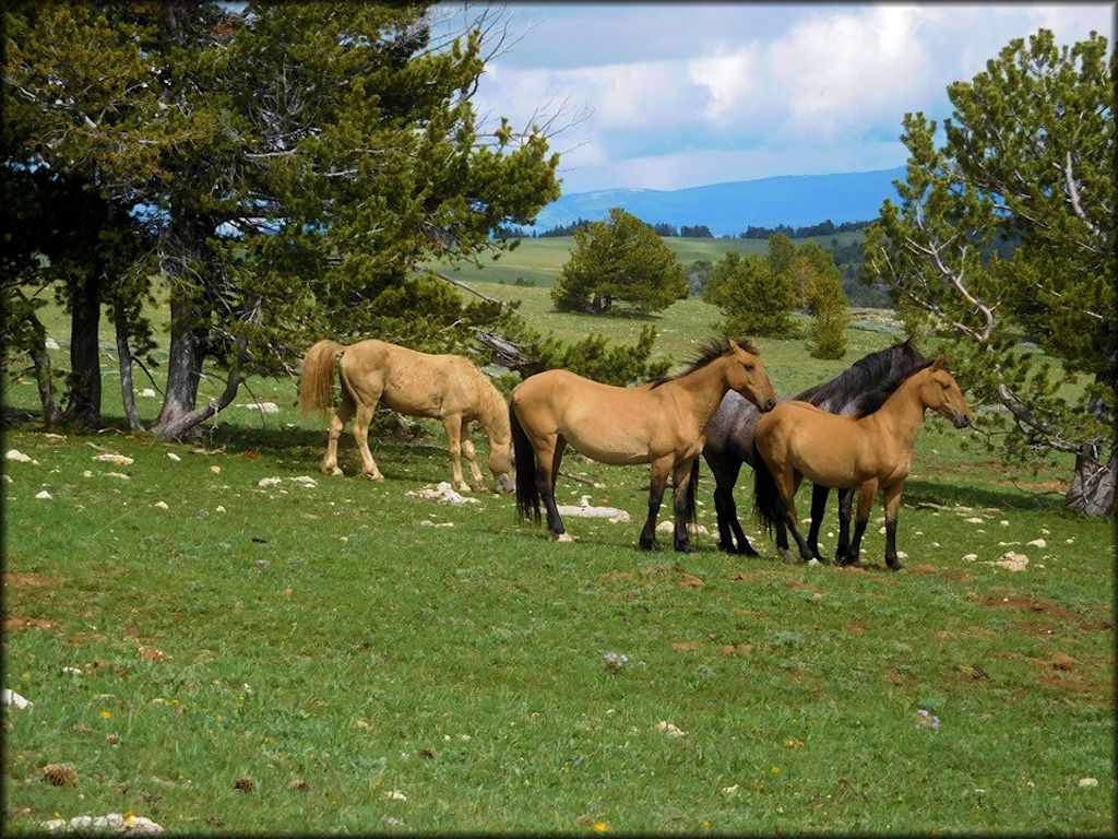 Pryor Mountains Trail